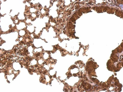Cyclophilin E Antibody in Immunohistochemistry (Paraffin) (IHC (P))
