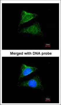 DHCR24 Antibody in Immunocytochemistry (ICC/IF)
