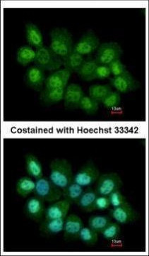 PRMT2 Antibody in Immunocytochemistry (ICC/IF)