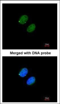 PSMA5 Antibody in Immunocytochemistry (ICC/IF)