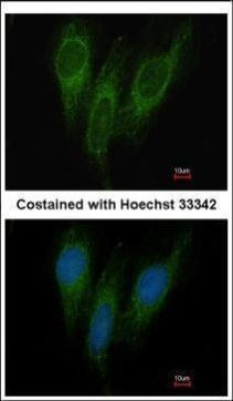 DNAJC1 Antibody in Immunocytochemistry (ICC/IF)