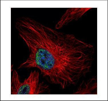 UHRF1 Antibody in Immunocytochemistry (ICC/IF)