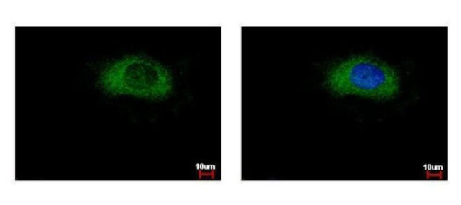 GPD1 Antibody in Immunocytochemistry (ICC/IF)