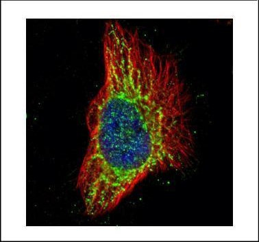 RPS3 Antibody in Immunocytochemistry (ICC/IF)