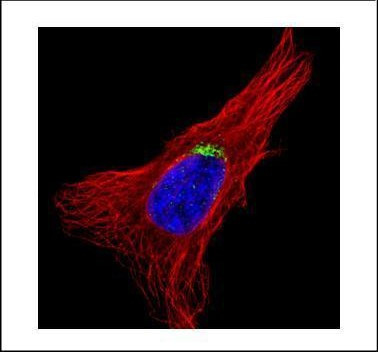 GOLGA5 Antibody in Immunocytochemistry (ICC/IF)
