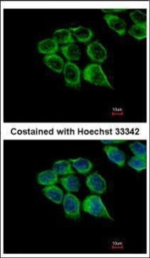 C1r Antibody in Immunocytochemistry (ICC/IF)