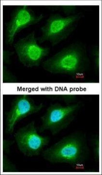 PSMA1 Antibody in Immunocytochemistry (ICC/IF)