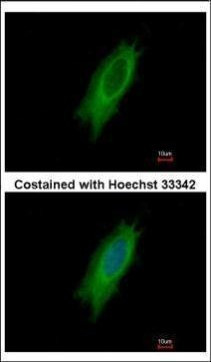 HLA-DPA1 Antibody in Immunocytochemistry (ICC/IF)