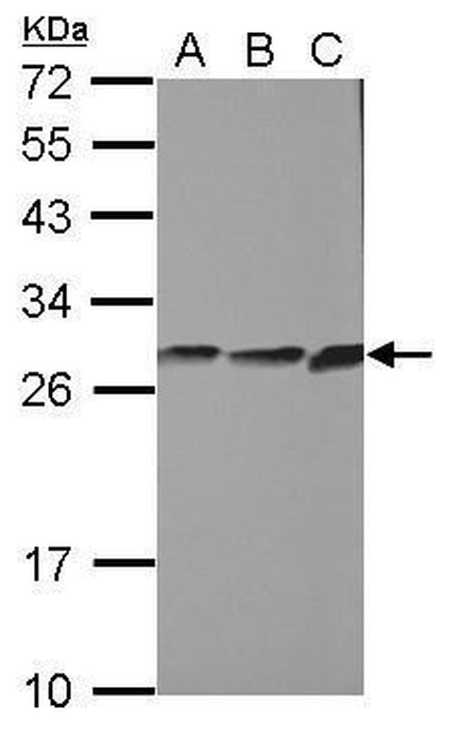 CYB5R2 Antibody in Western Blot (WB)