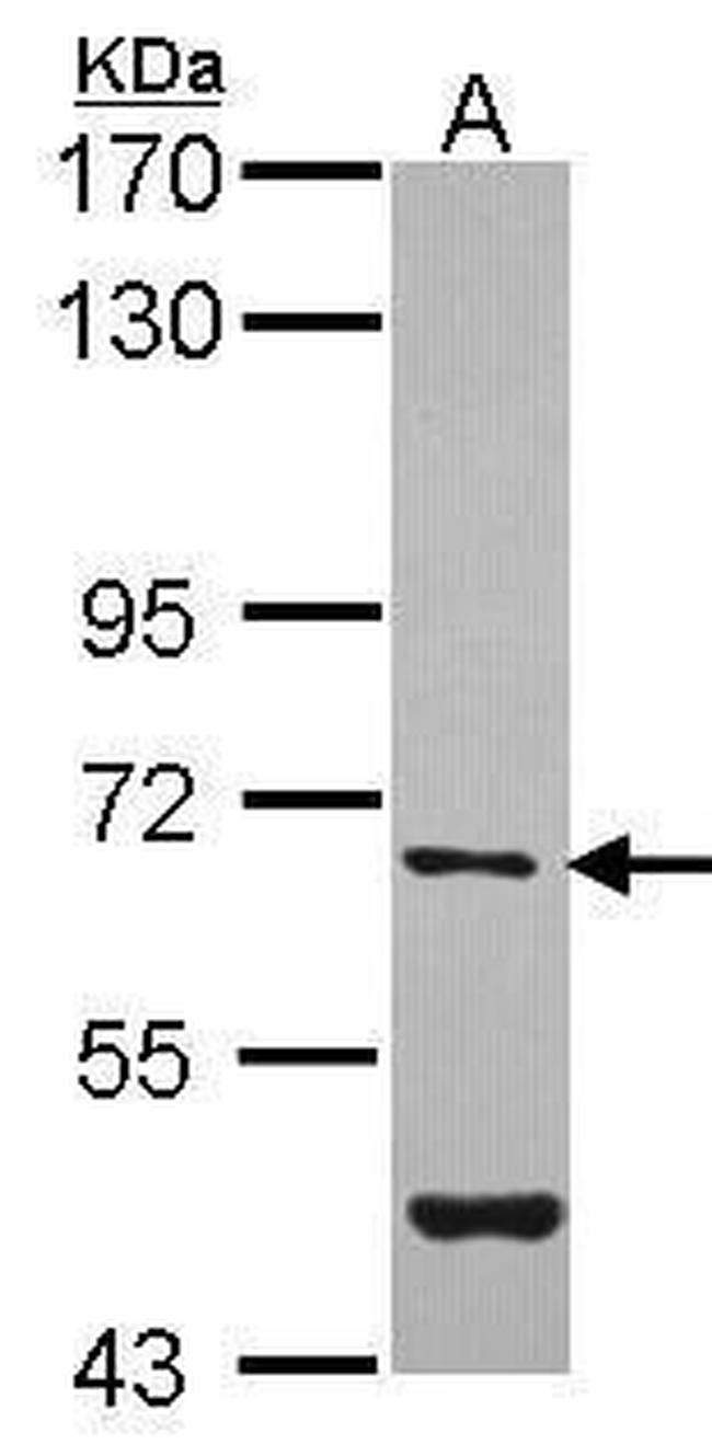 Arylsulfatase G Antibody in Western Blot (WB)
