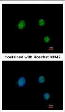 PAX9 Antibody in Immunocytochemistry (ICC/IF)
