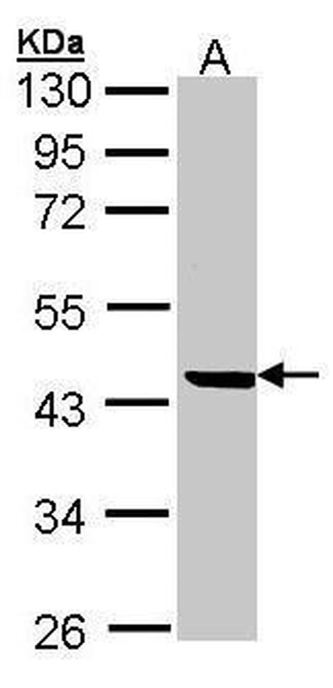 SERPINB1 Antibody in Western Blot (WB)