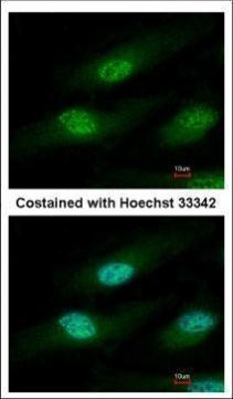 IFRD1 Antibody in Immunocytochemistry (ICC/IF)