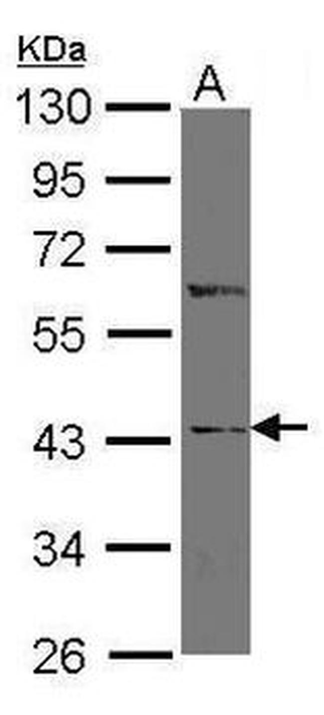IDO1 Antibody in Western Blot (WB)