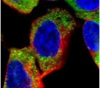PIK3C2A Antibody in Immunocytochemistry (ICC/IF)