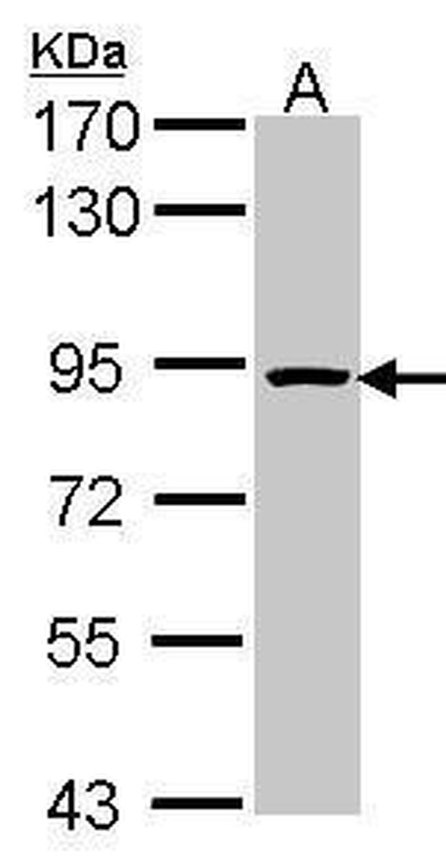 ORC3 Antibody in Western Blot (WB)