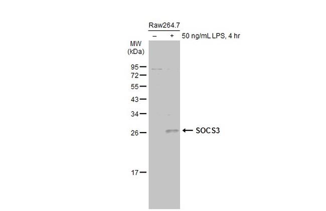 SOCS3 Antibody in Western Blot (WB)