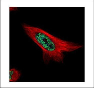 MAML1 Antibody in Immunocytochemistry (ICC/IF)