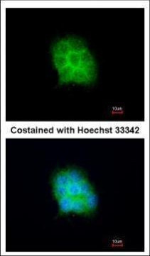 Amisyn Antibody in Immunocytochemistry (ICC/IF)