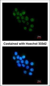 FOXB1 Antibody in Immunocytochemistry (ICC/IF)