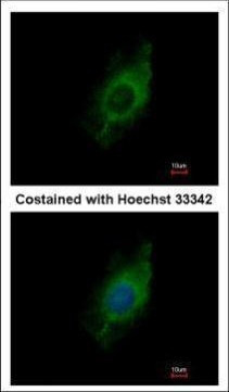 Kinesin 5A Antibody in Immunocytochemistry (ICC/IF)