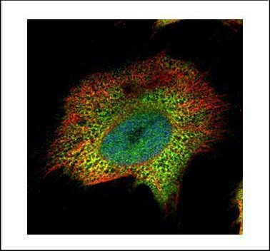 PSMA4 Antibody in Immunocytochemistry (ICC/IF)