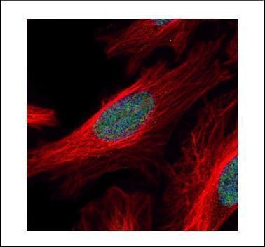 ZNF38 Antibody in Immunocytochemistry (ICC/IF)