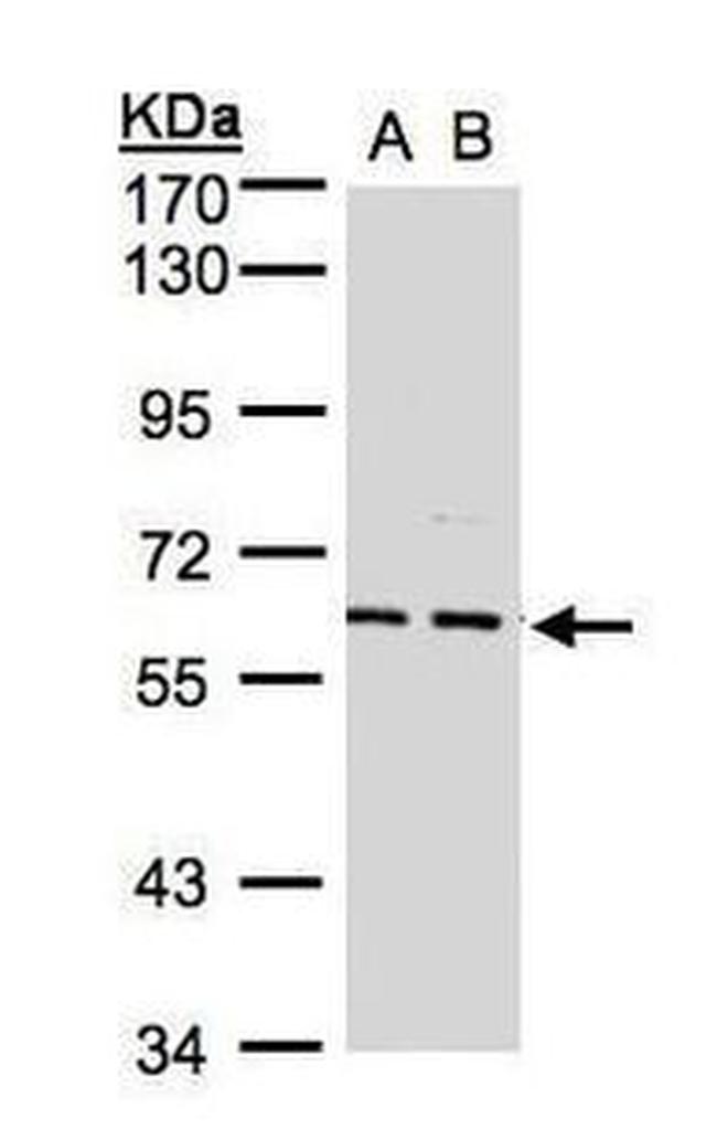 GABRA5 Antibody in Western Blot (WB)