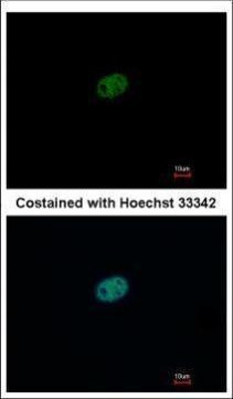 RFC2 Antibody in Immunocytochemistry (ICC/IF)