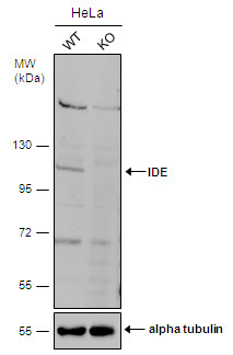IDE Antibody in Western Blot (WB)