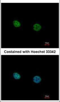 NR2C2 Antibody in Immunocytochemistry (ICC/IF)