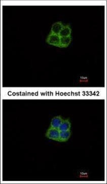 POLRMT Antibody in Immunocytochemistry (ICC/IF)