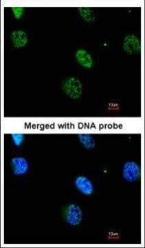 MAPKAPK3 Antibody in Immunocytochemistry (ICC/IF)