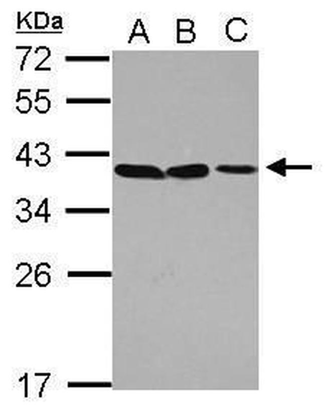 POU6F1 Antibody in Western Blot (WB)
