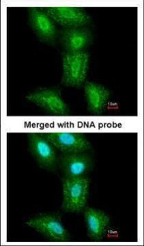 PSMC5 Antibody in Immunocytochemistry (ICC/IF)
