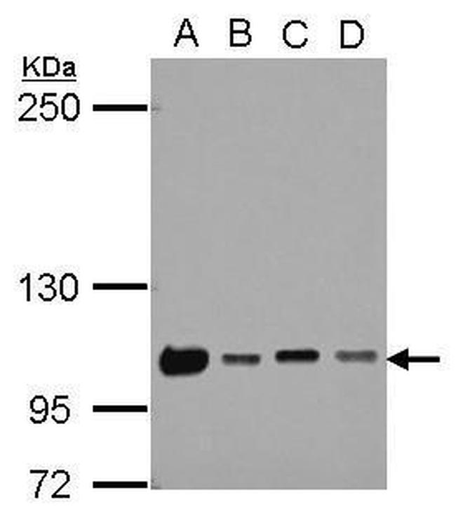 NKRF Antibody in Western Blot (WB)