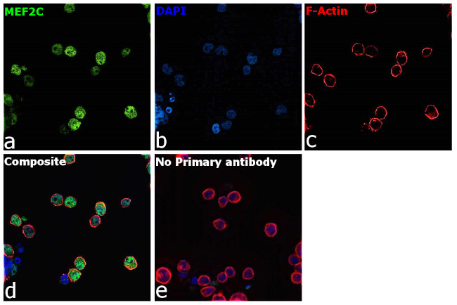 MEF2C Antibody in Immunocytochemistry (ICC/IF)