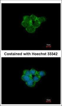 CHRNA3 Antibody in Immunocytochemistry (ICC/IF)