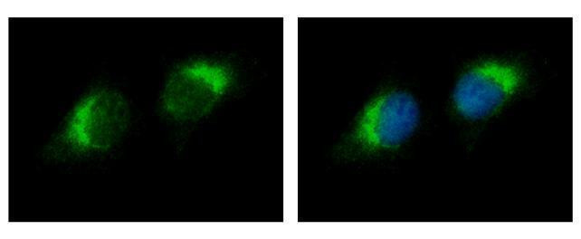 RNase1 Antibody in Immunocytochemistry (ICC/IF)