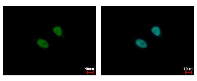 MSL3 Antibody in Immunocytochemistry (ICC/IF)