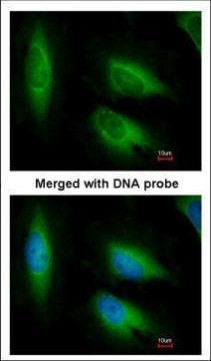 EEF1E1 Antibody in Immunocytochemistry (ICC/IF)