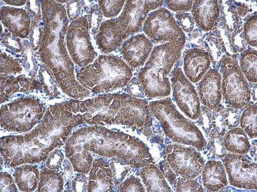 HAGH Antibody in Immunohistochemistry (Paraffin) (IHC (P))