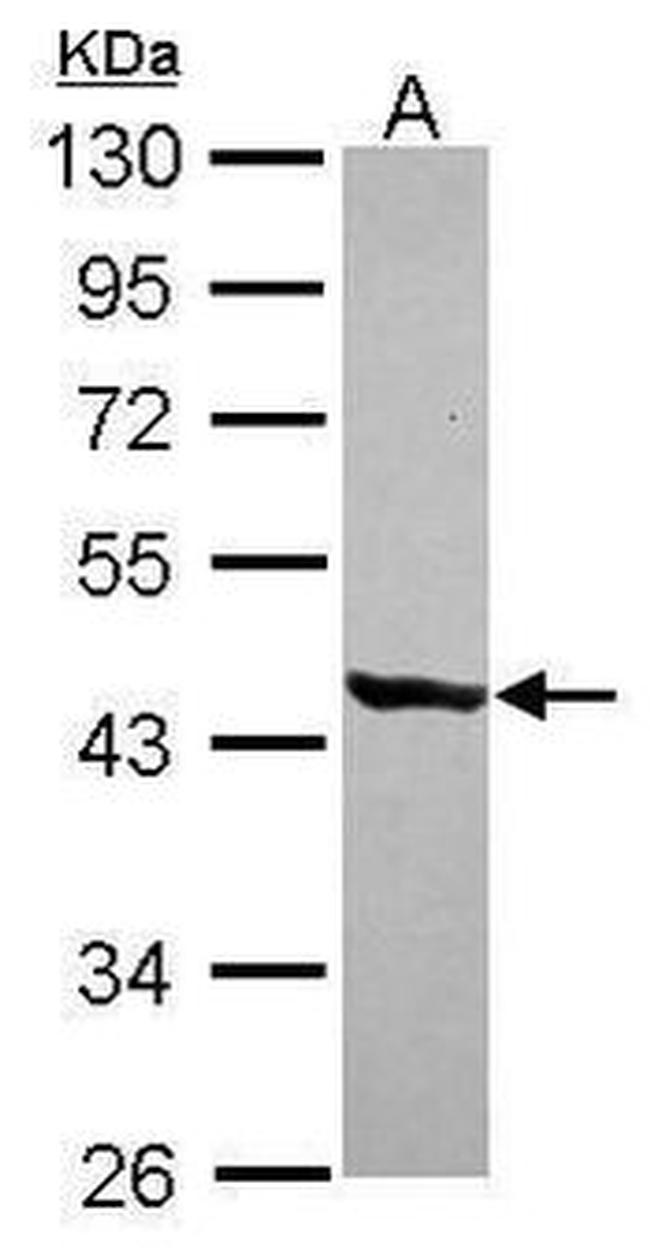 SIRT7 Antibody in Western Blot (WB)