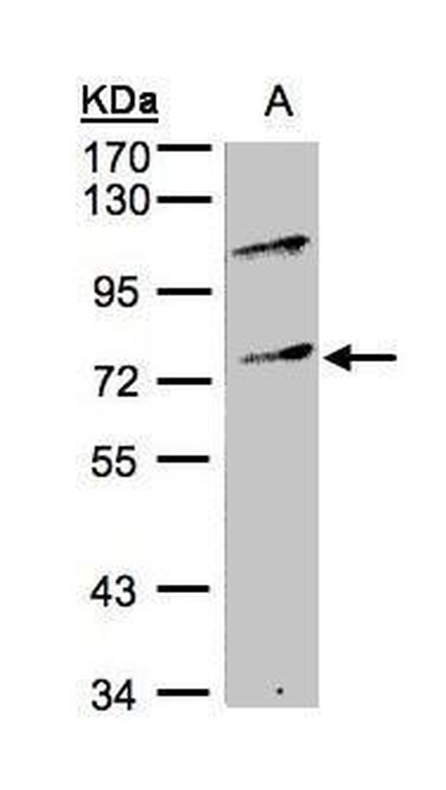 MZF1 Antibody in Western Blot (WB)