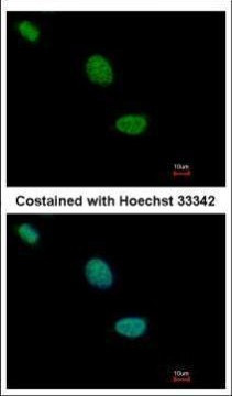 TLE2 Antibody in Immunocytochemistry (ICC/IF)