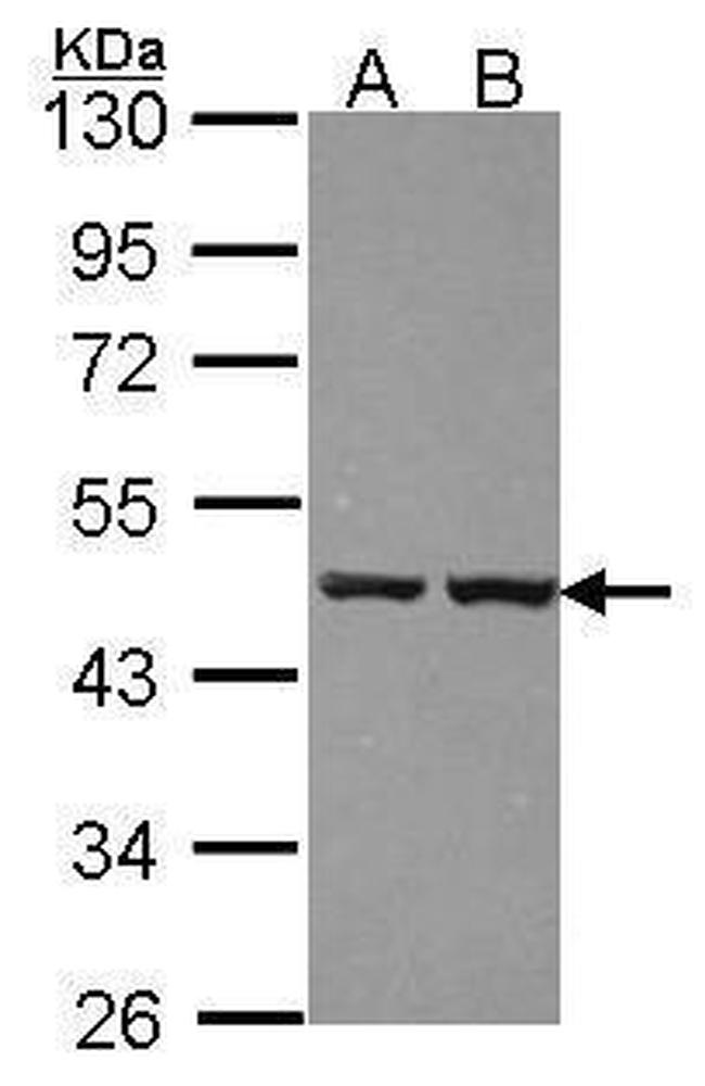ZNF396 Antibody in Western Blot (WB)