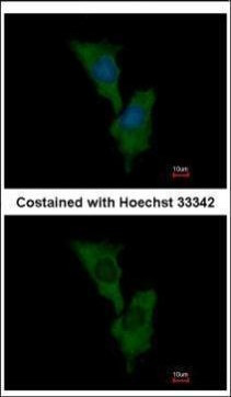 ELMO1 Antibody in Immunocytochemistry (ICC/IF)