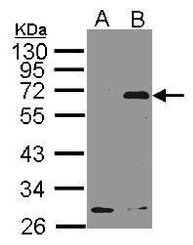 NET1 Antibody in Western Blot (WB)