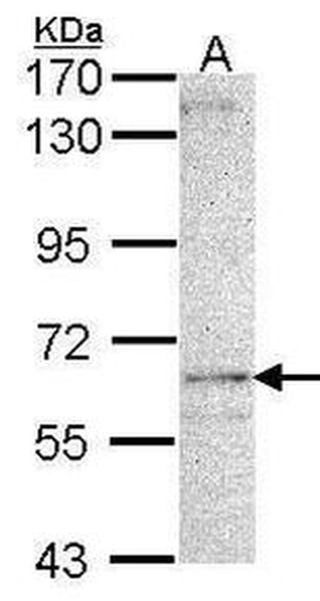 LDB3 Antibody in Western Blot (WB)