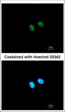 PRDM8 Antibody in Immunocytochemistry (ICC/IF)